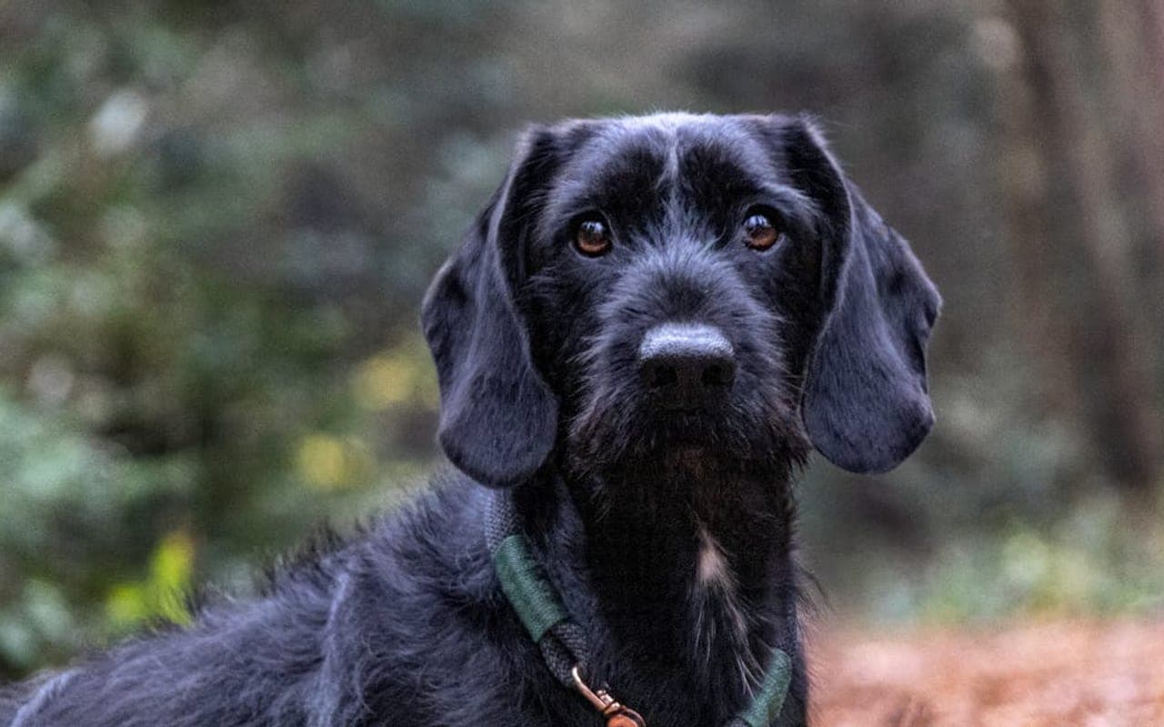 Slovakian Wirehaired Pointer — gallery 3