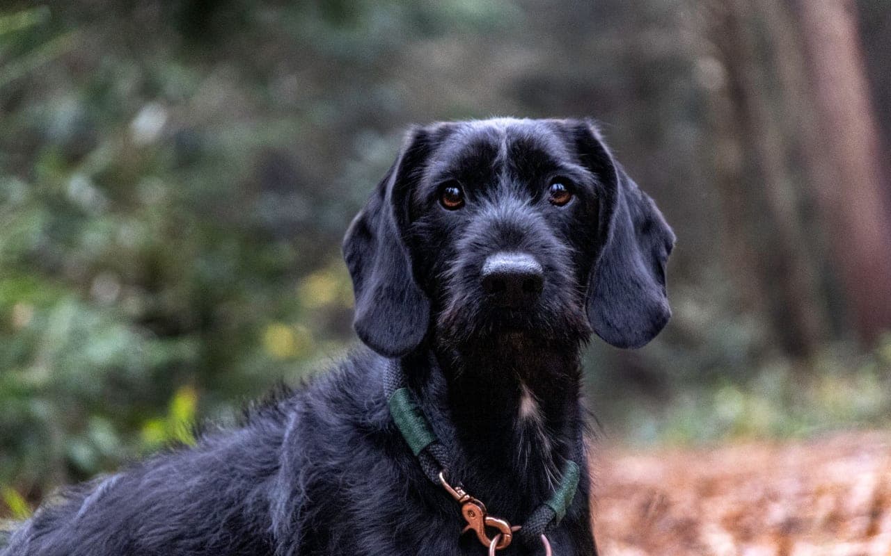 Slovakian Wirehaired Pointer — photo by Heino Schliep (Pexels)