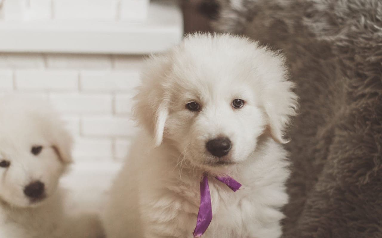 Slovensky Cuvac dog breed portrait
