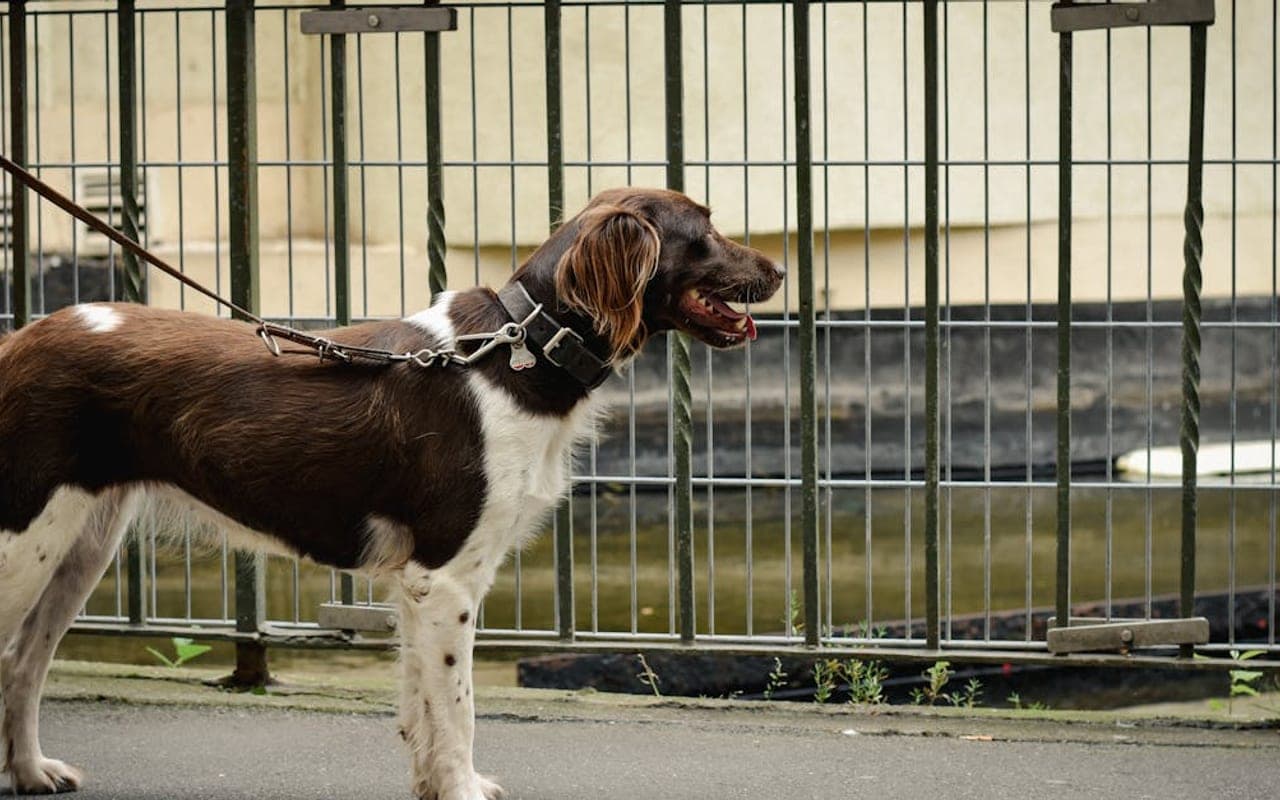 Small Munsterlander dog breed portrait