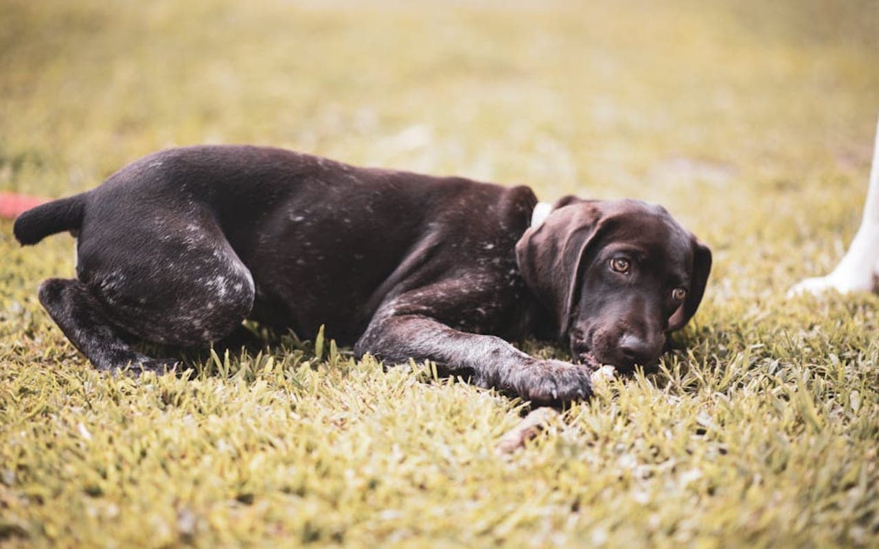 Small Munsterlander Pointer dog breed portrait