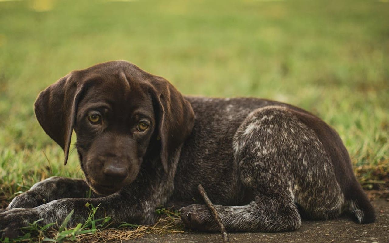 Small Munsterlander Pointer — gallery 2