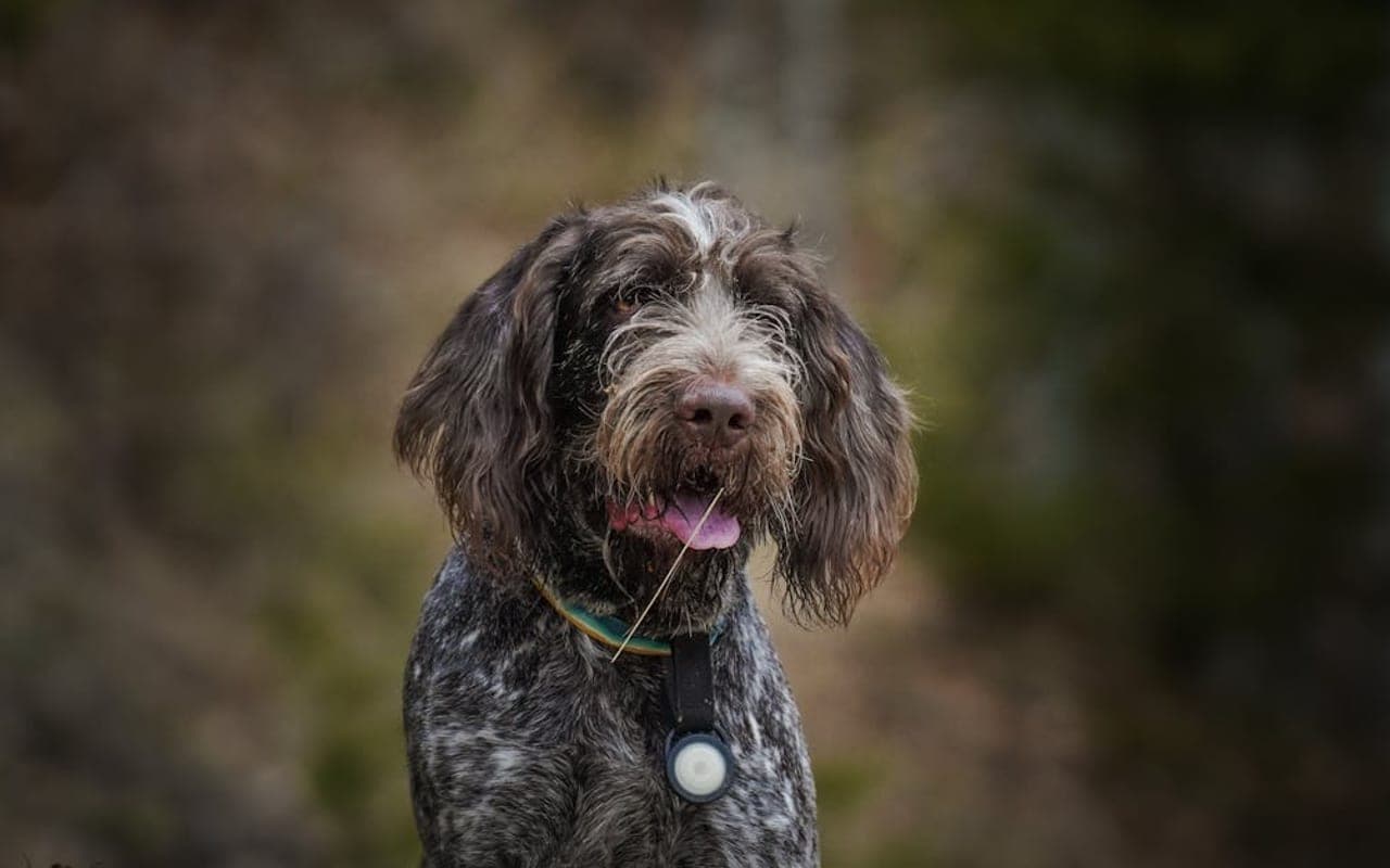 Small Munsterlander Pointer — gallery 3