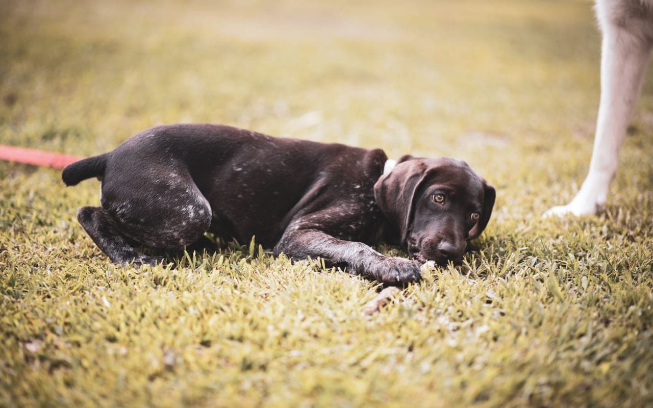 Small Munsterlander Pointer — photo by Brixiv (Pexels)