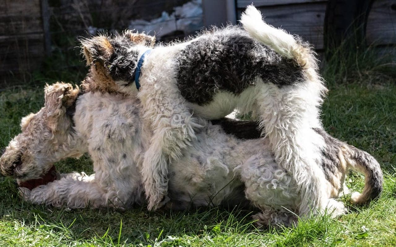 Smooth Fox Terrier — gallery 2