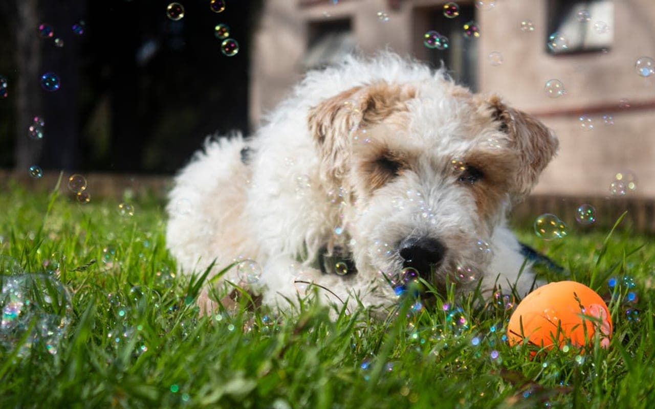 Smooth Fox Terrier — gallery 3