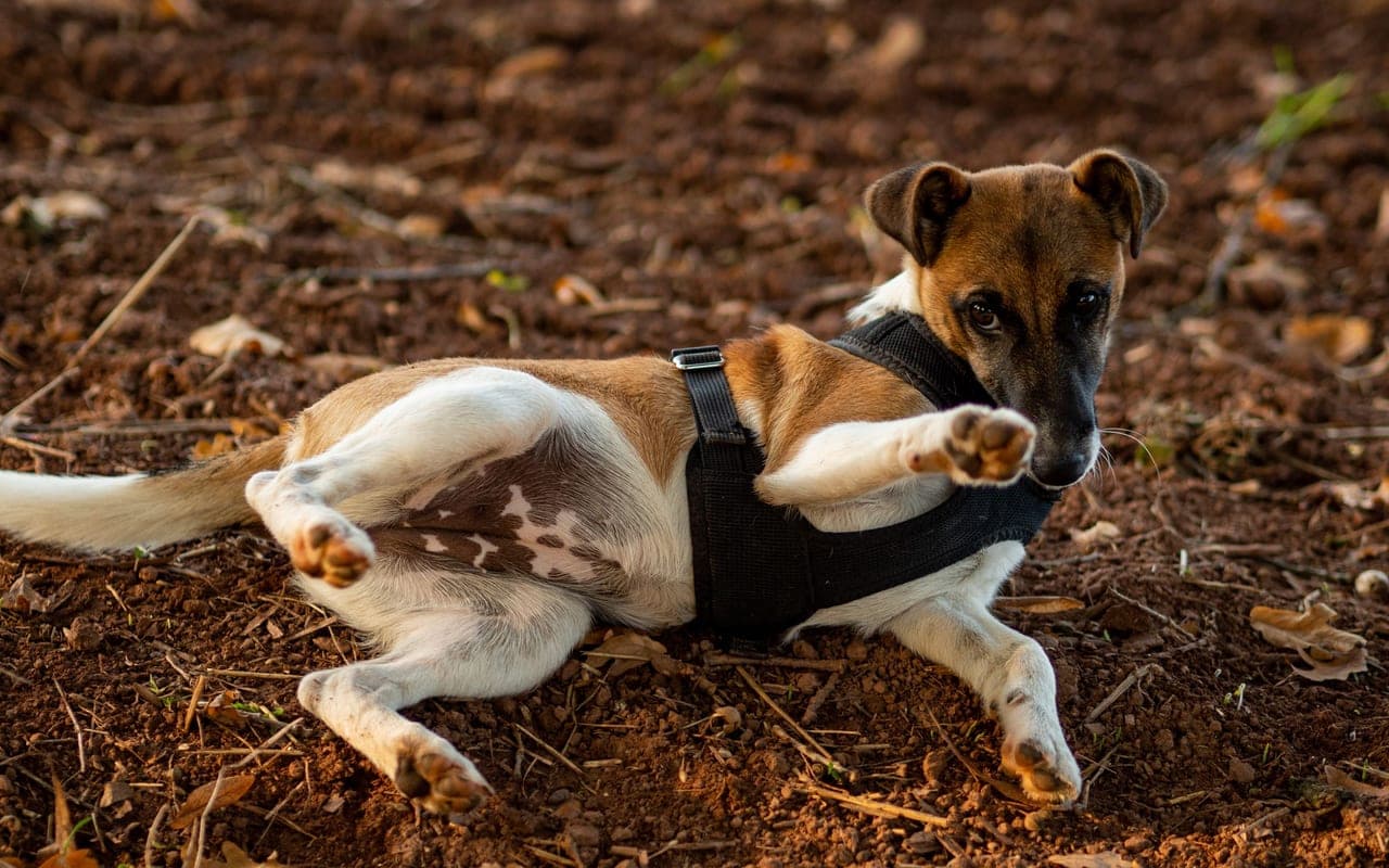 Smooth Fox Terrier — photo by Fabian Köhler (Pexels)