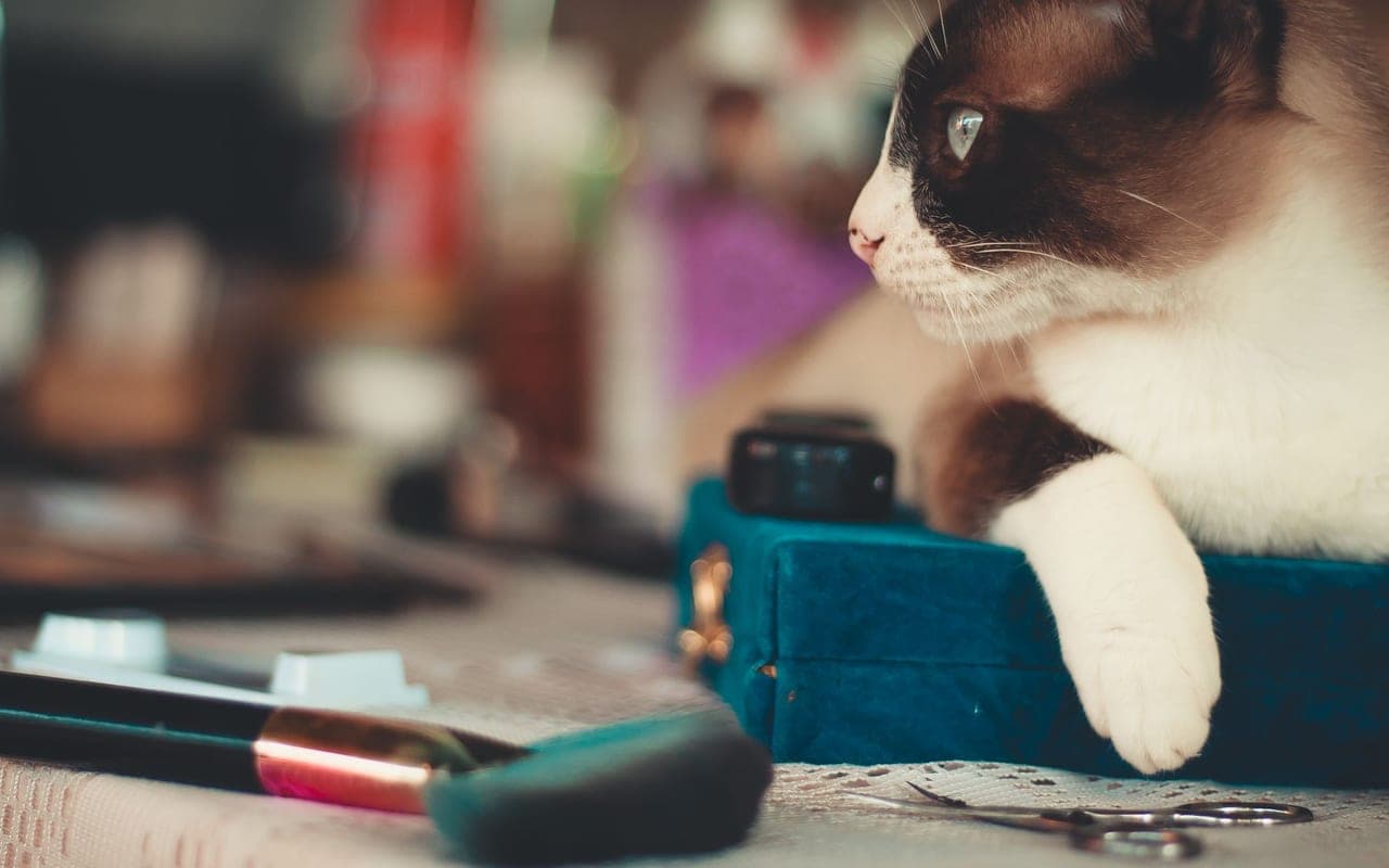 Snowshoe — photo by Bá Soares (Pexels)