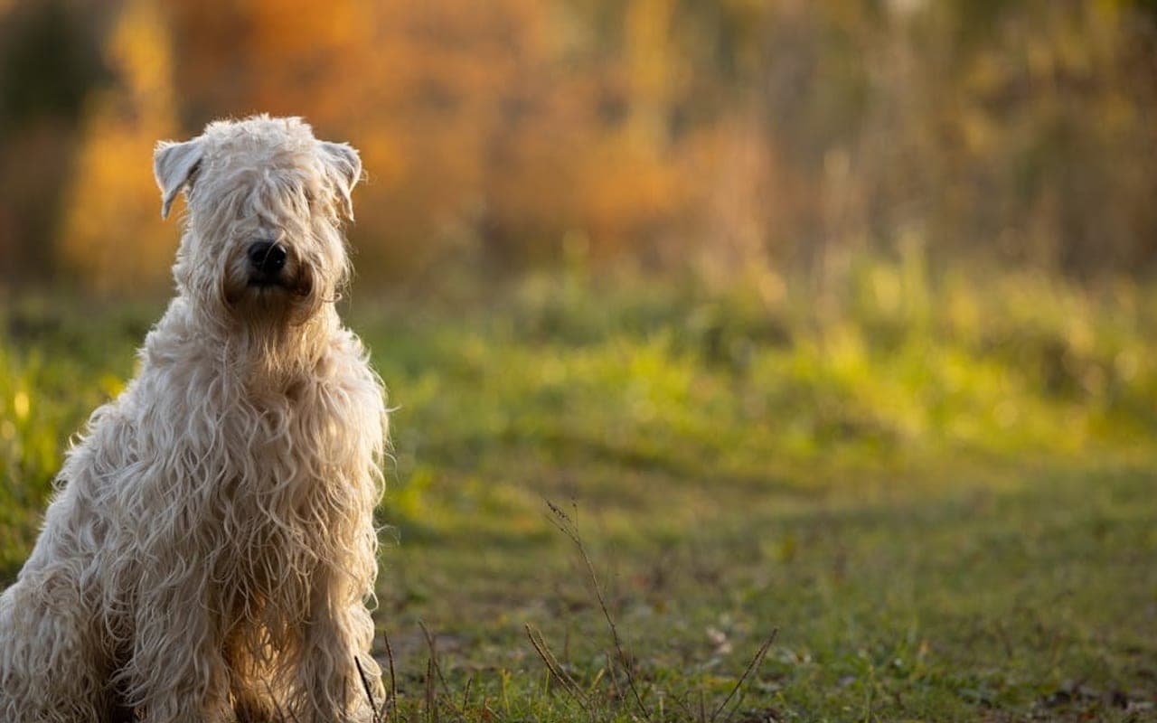 Soft Coated Wheaten Terrier dog breed