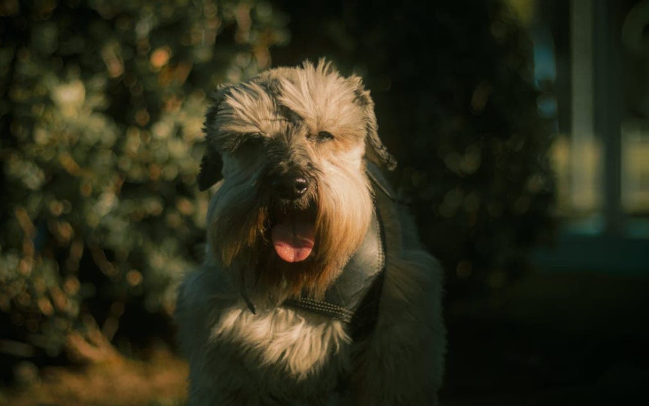 Soft Coated Wheaten Terrier — gallery 2