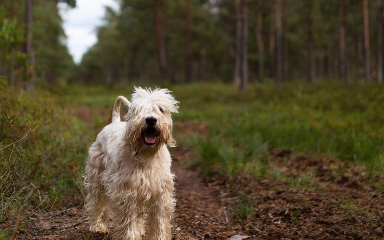 Soft Coated Wheaten Terrier — gallery 3