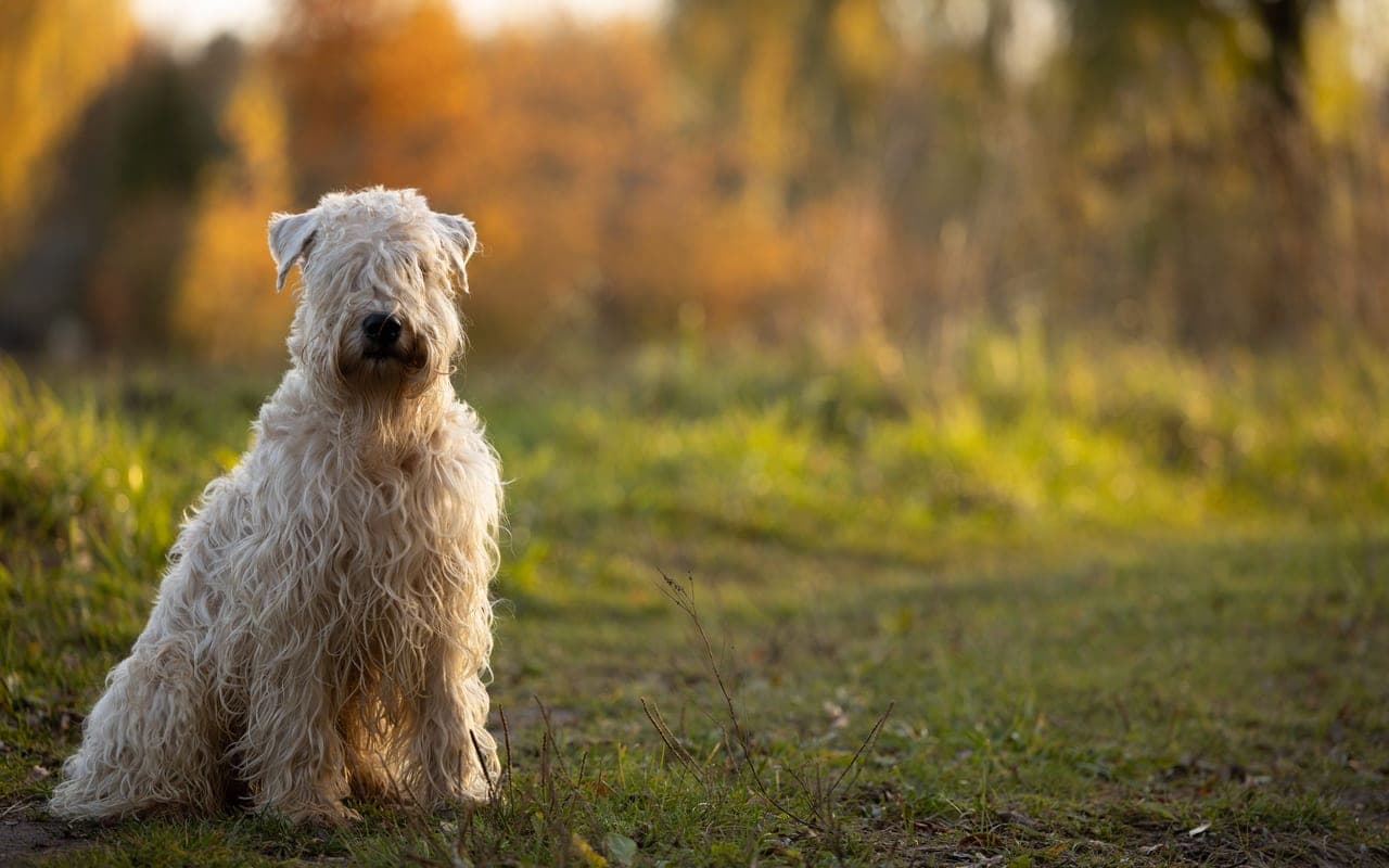 Soft Coated Wheaten Terrier — photo by Audrius Vizbaras (Pexels)