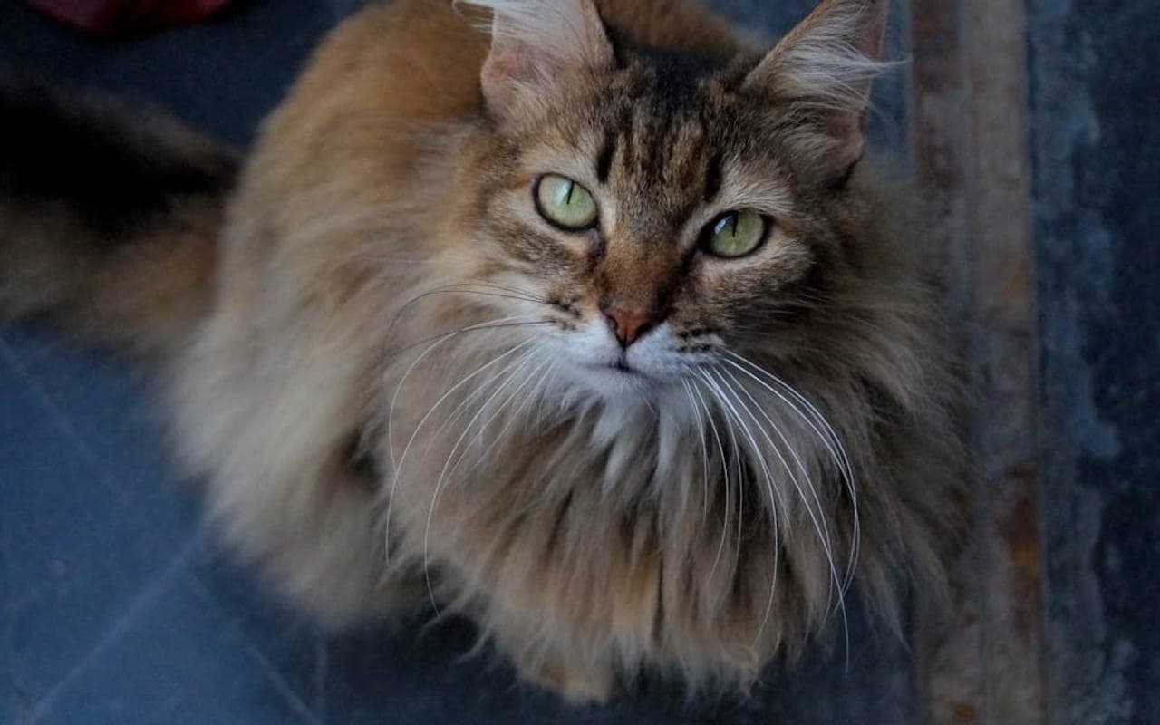 Somali cat breed portrait