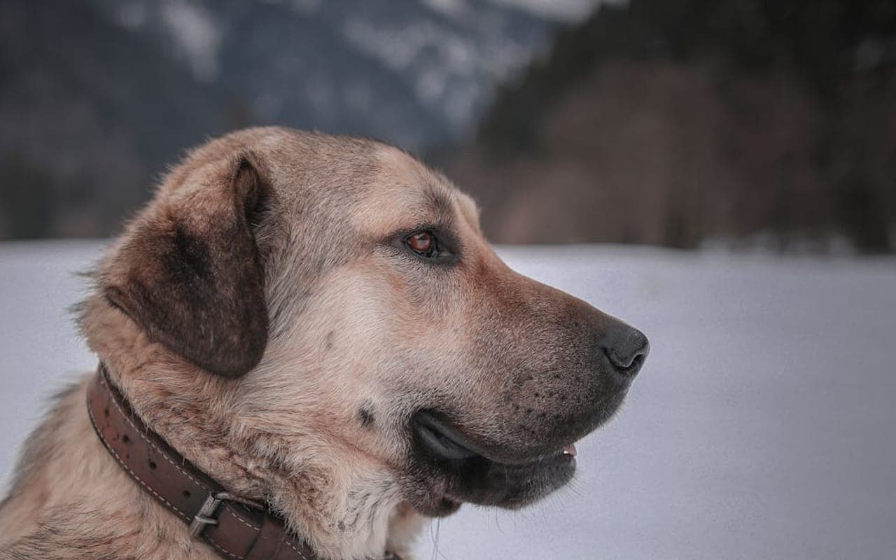 Spanish Mastiff — gallery 3