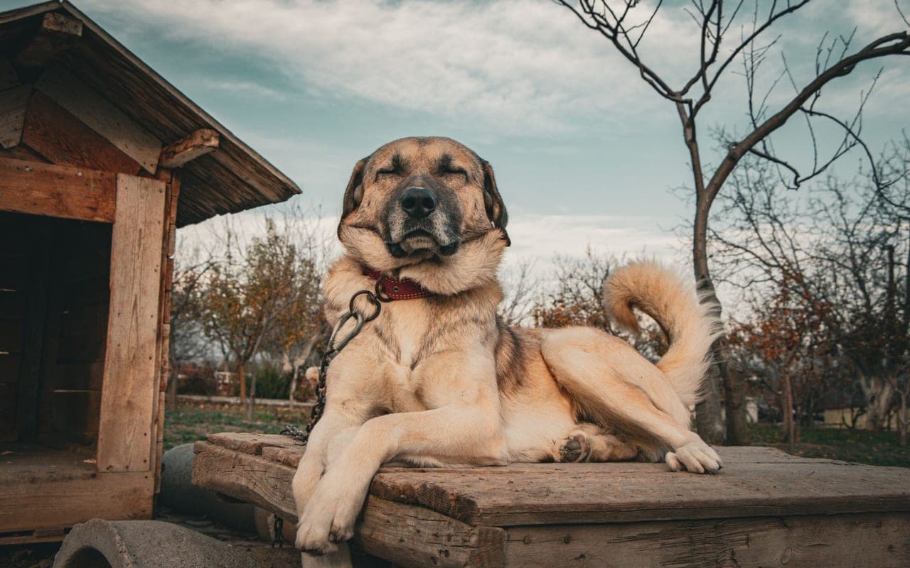 Spanish Mastiff — photo by arda öncül (Pexels)
