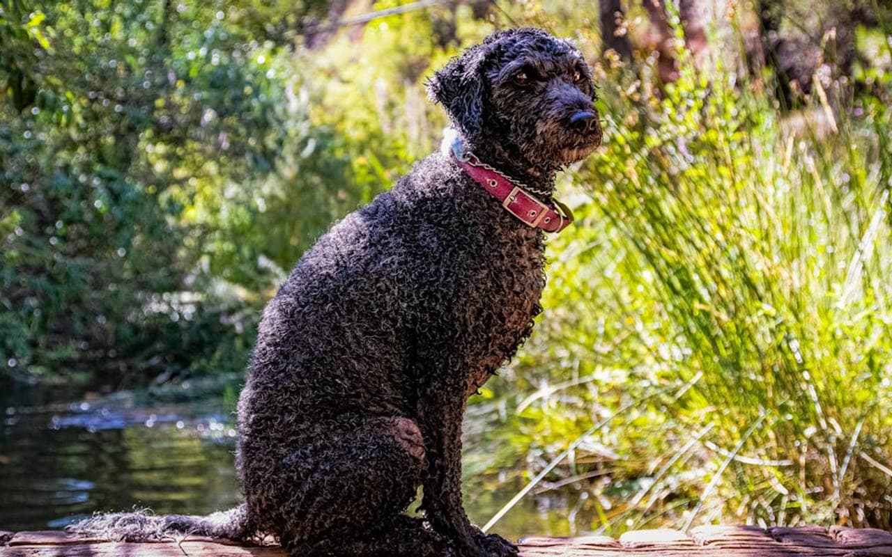Spanish Water Dog