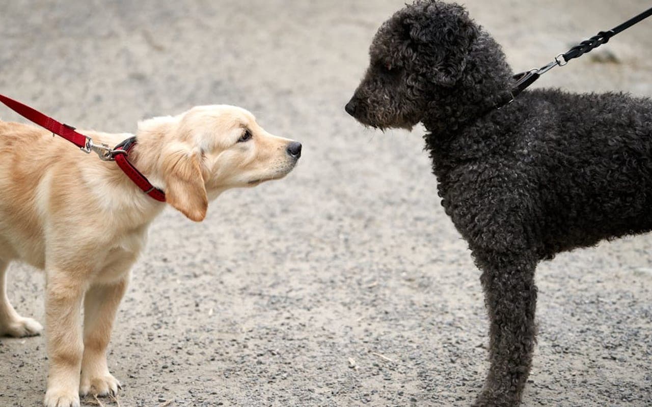 Spanish Water Dog — gallery 2