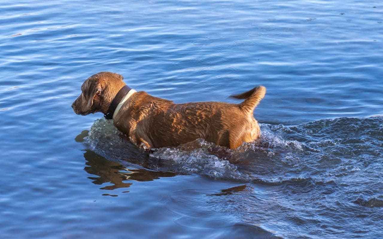 Spanish Water Dog — gallery 3