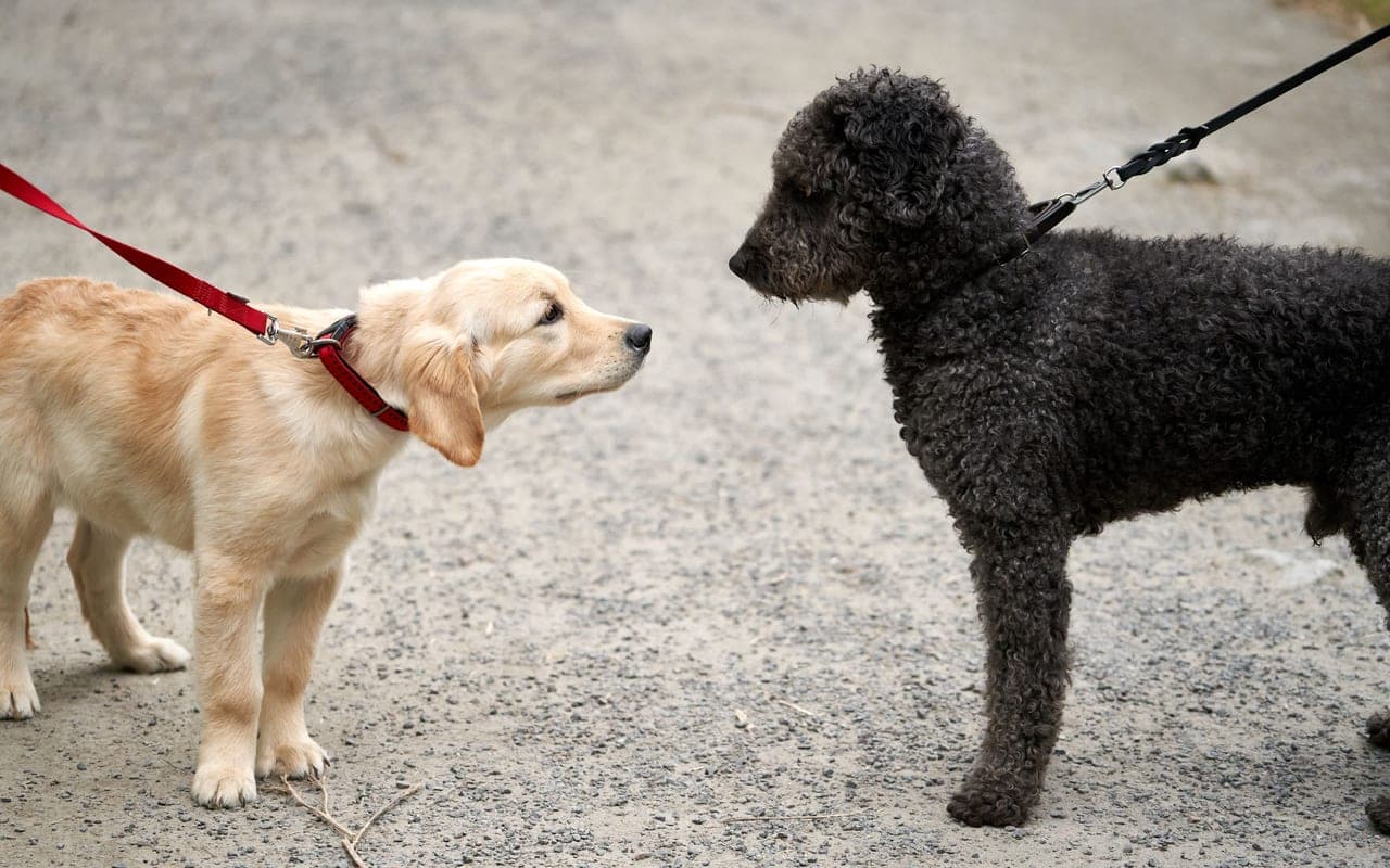 Spanish Water Dog — photo by Barnabas Davoti (Pexels)