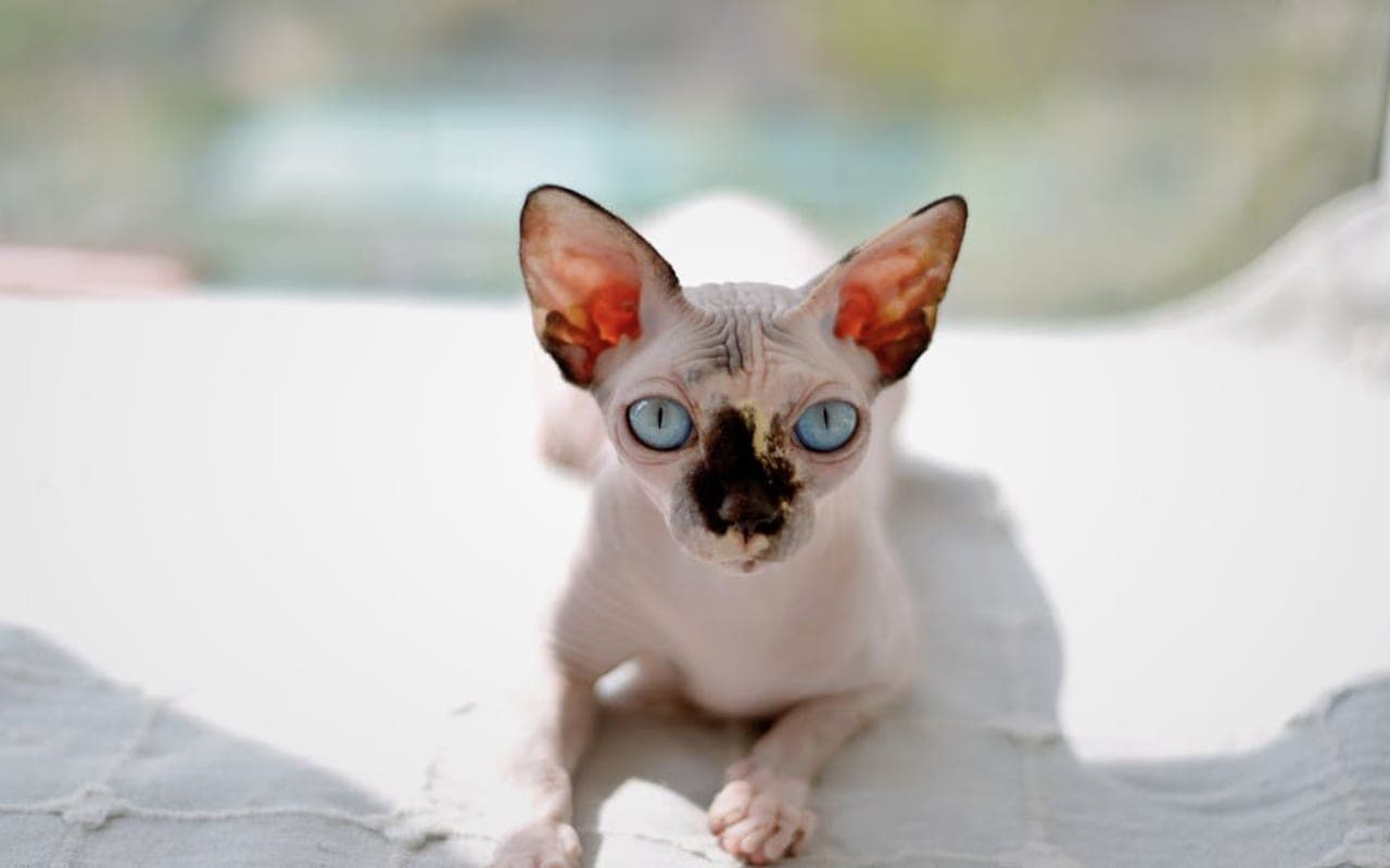 Sphynx — gallery 2