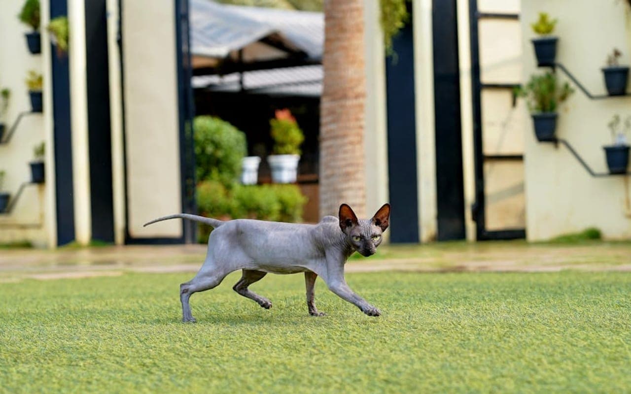 Sphynx — gallery 3