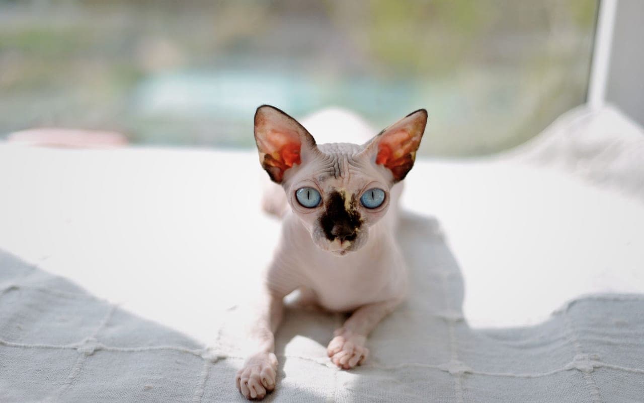 Sphynx — photo by 大 董 (Pexels)