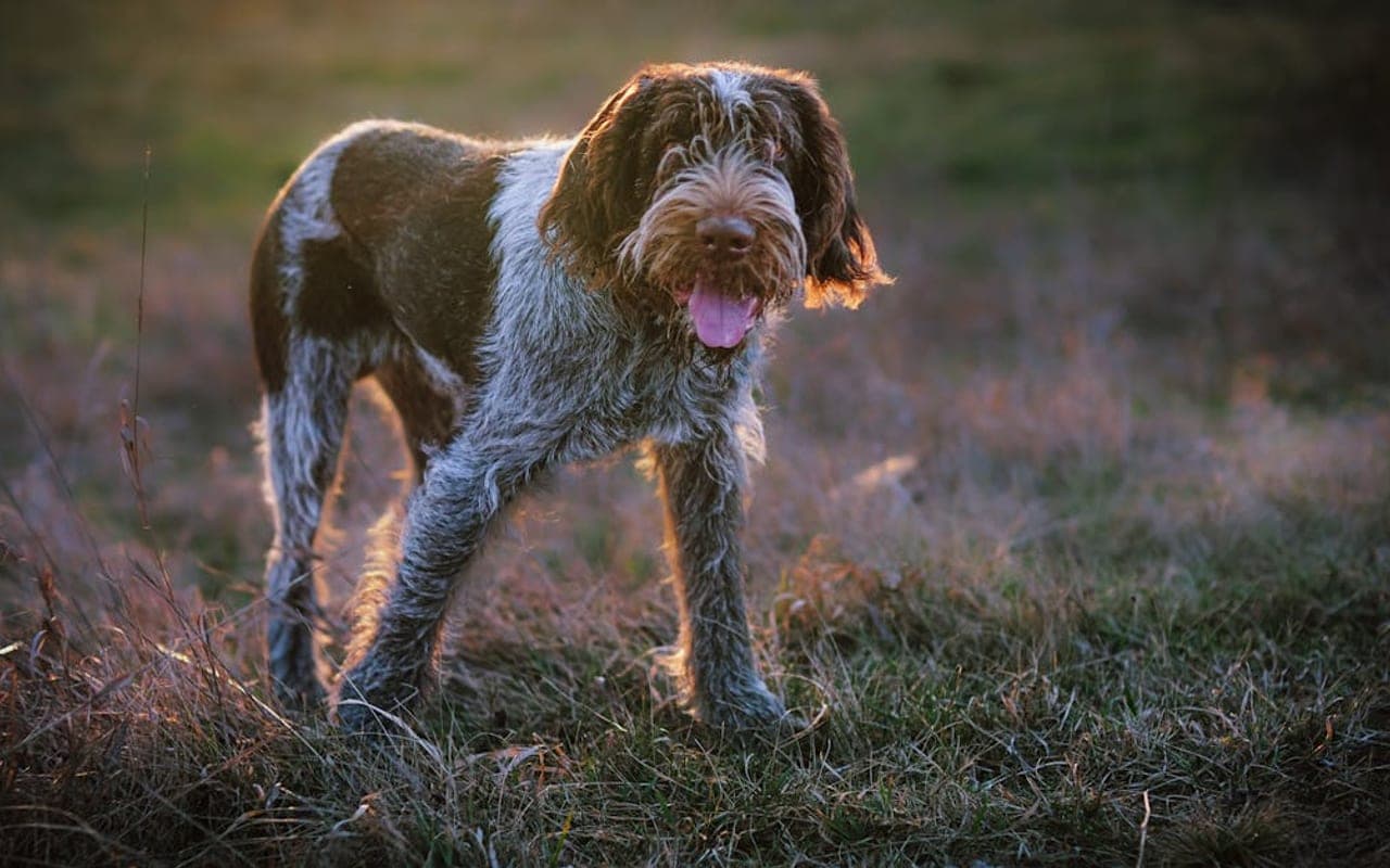 Spinone Italiano — gallery 2