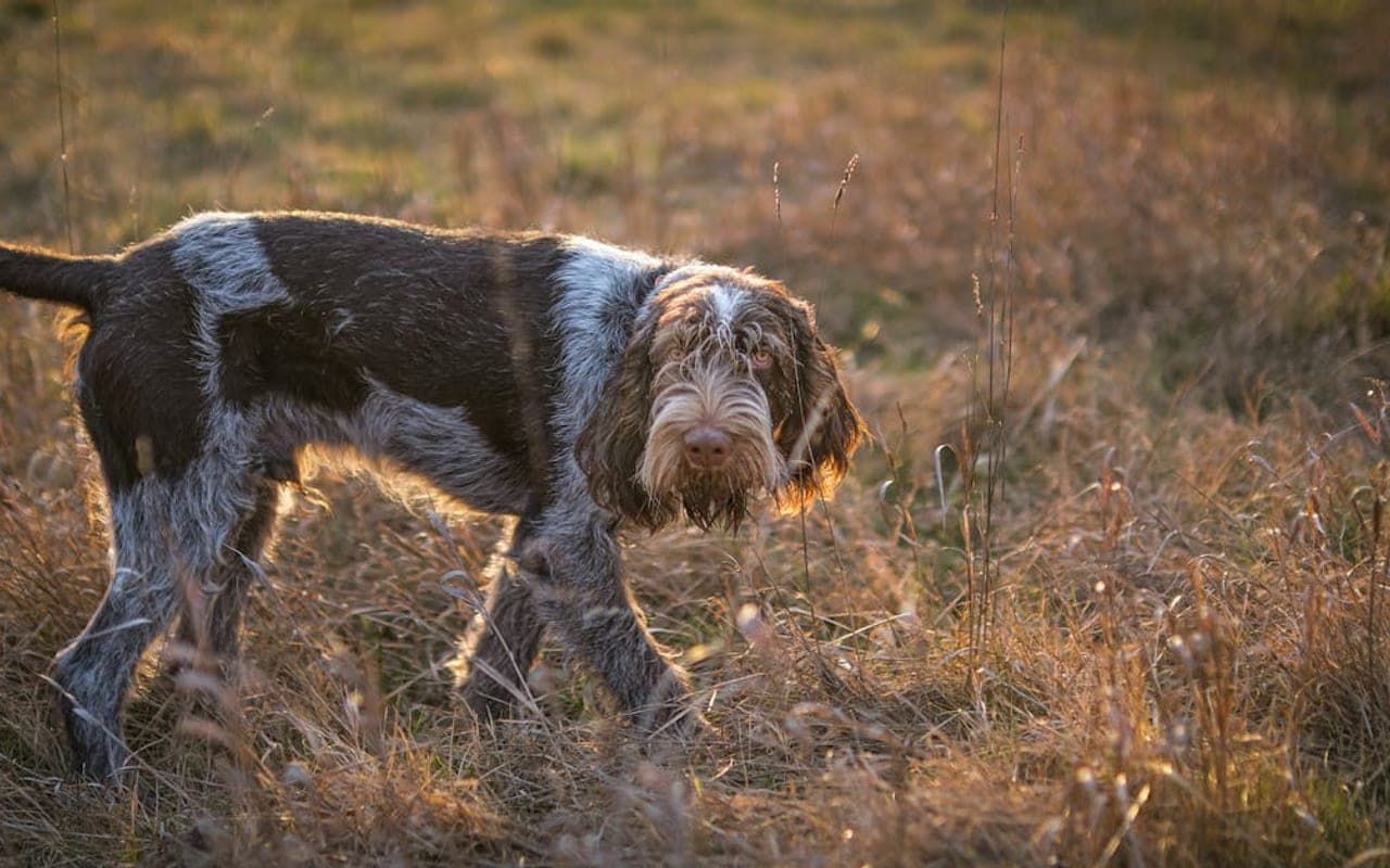 Spinone Italiano — gallery 3
