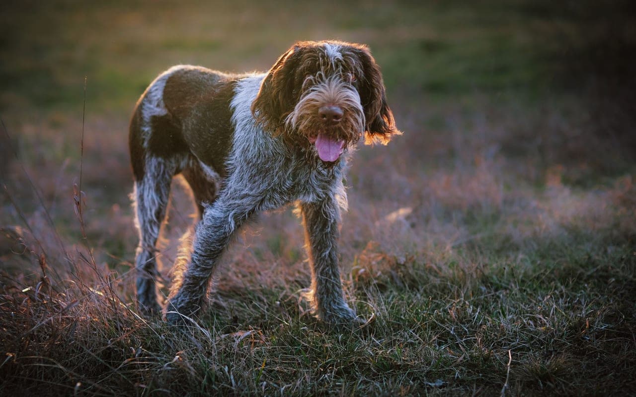 Spinone Italiano — photo by Andreas Schnabl (Pexels)