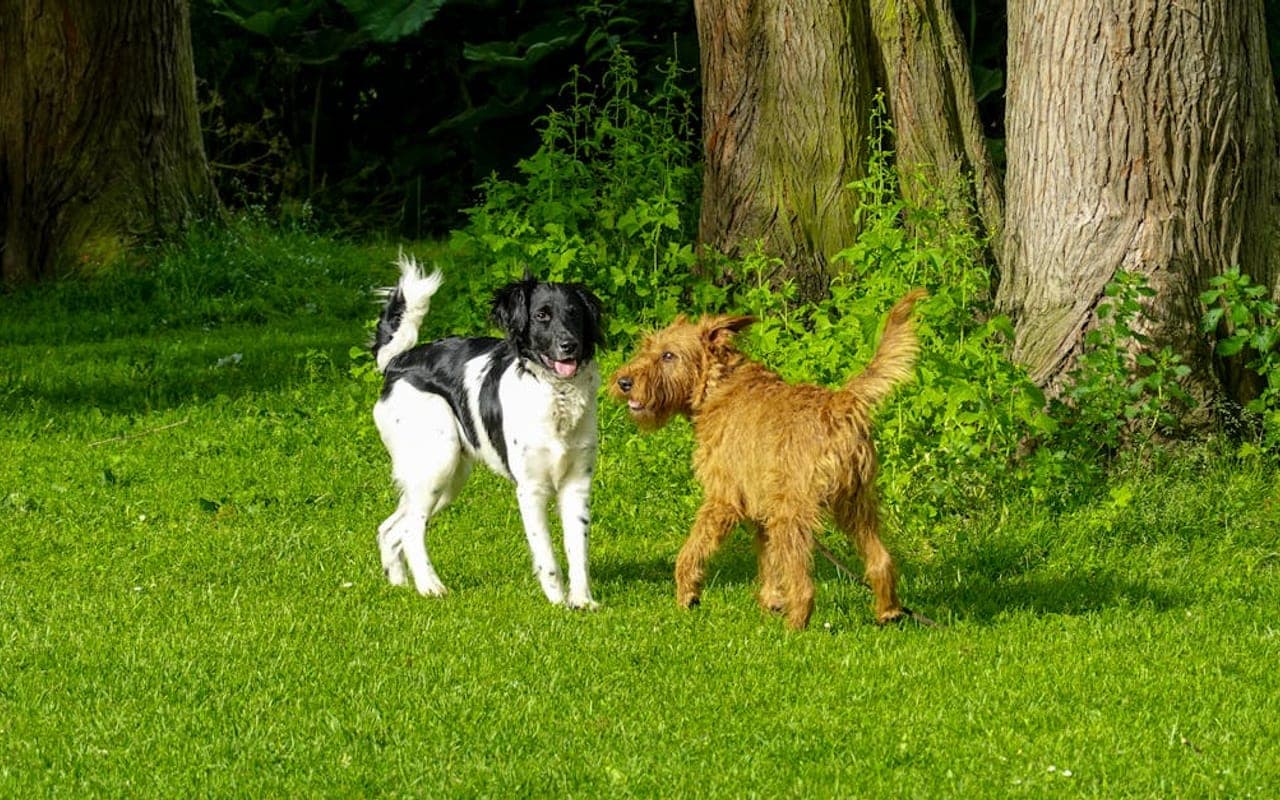 Stabyhoun — gallery 2