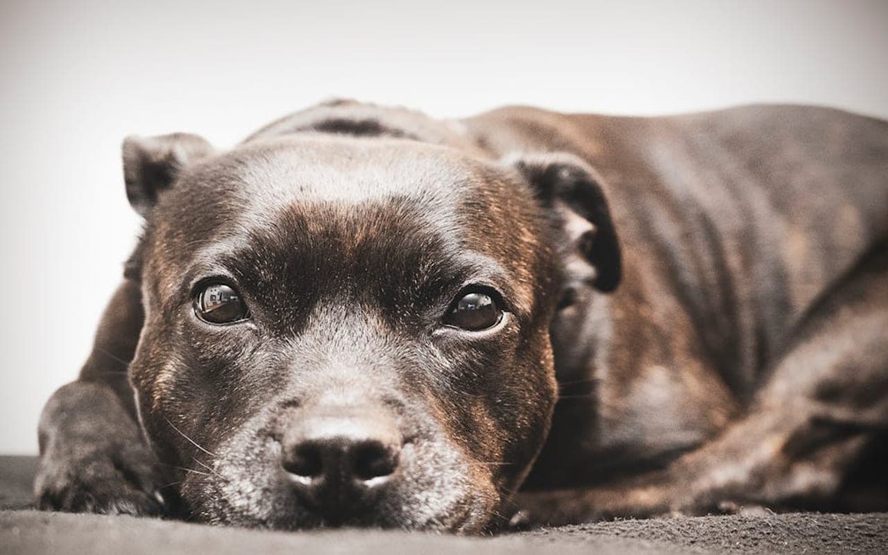 Staffordshire Bull Terrier