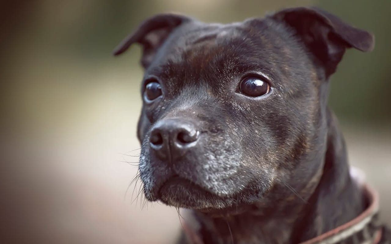 Staffordshire Bull Terrier — gallery 2