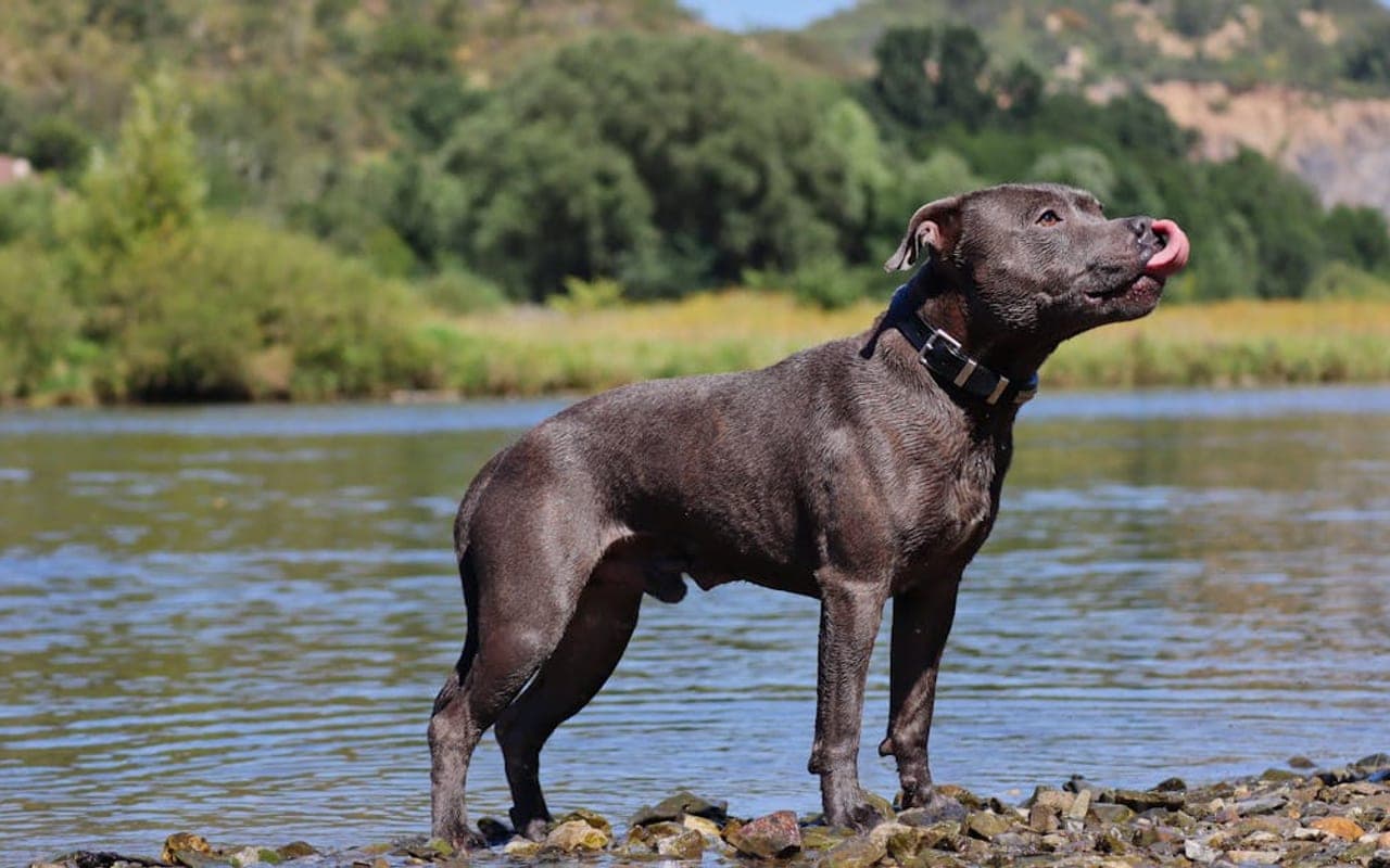 Staffordshire Bull Terrier — gallery 3