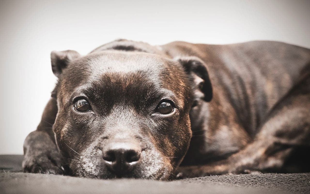 Staffordshire Bull Terrier — photo by Martin Dalsgaard (Pexels)