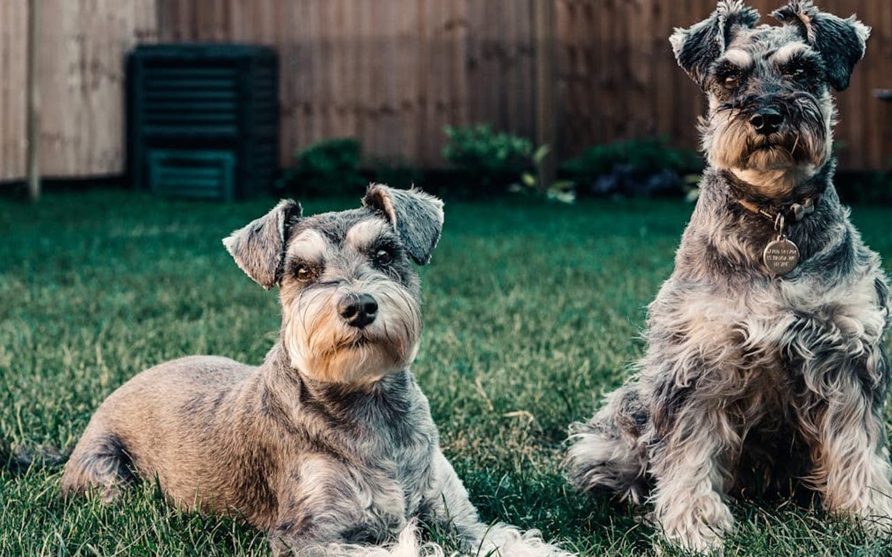 Standard Schnauzer