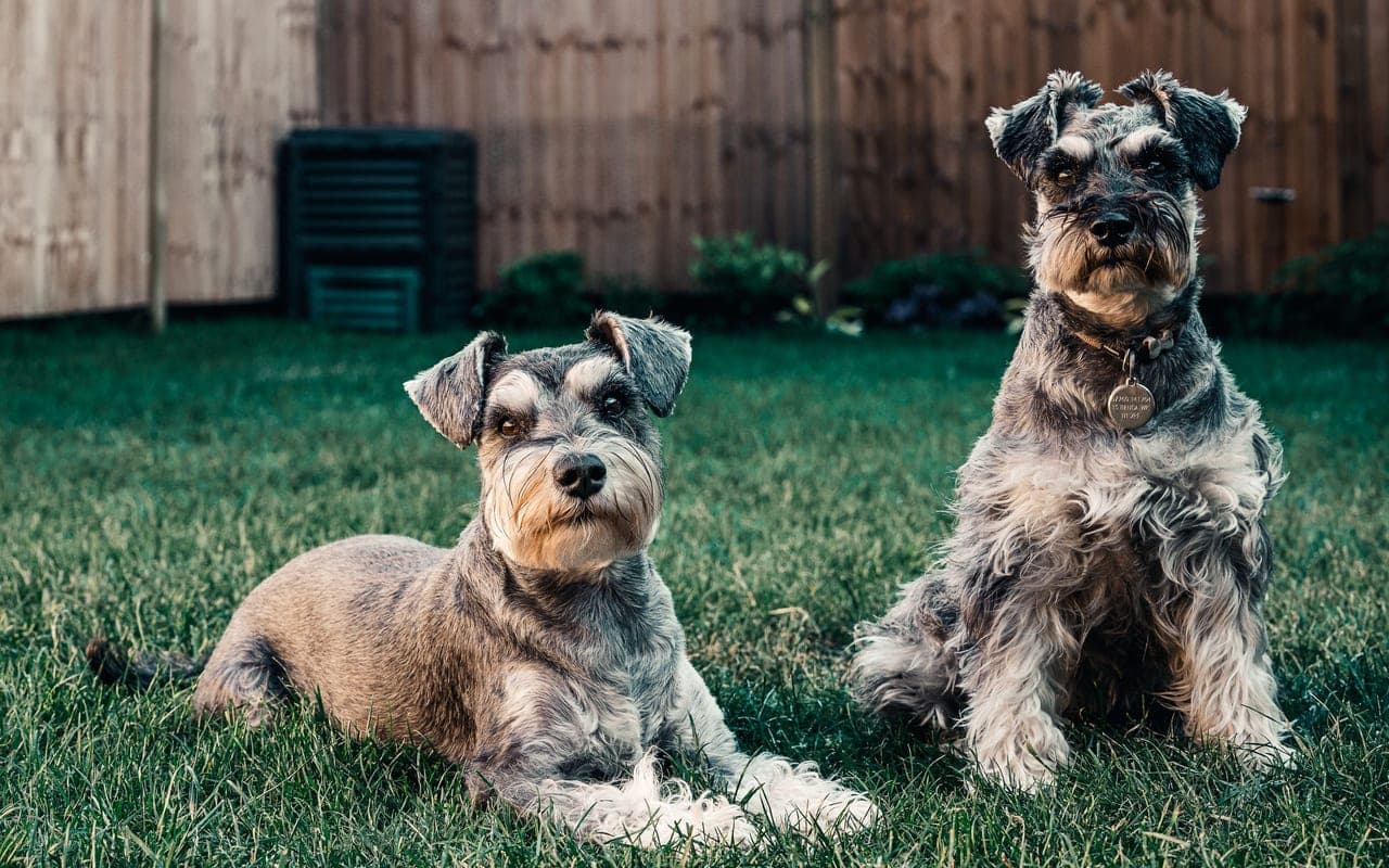Standard Schnauzer — photo by Sebastian Coman Travel (Pexels)