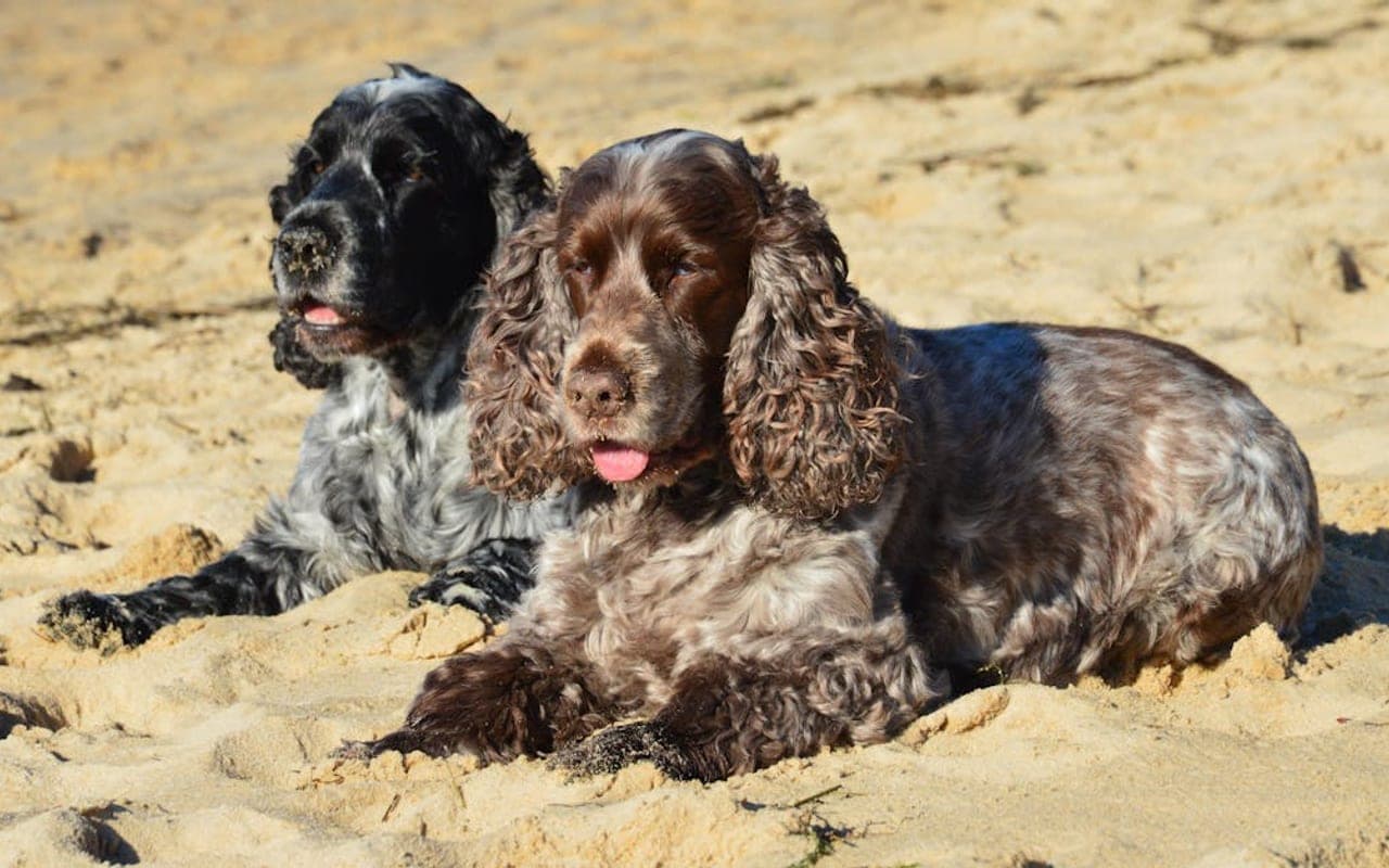 Sussex Spaniel