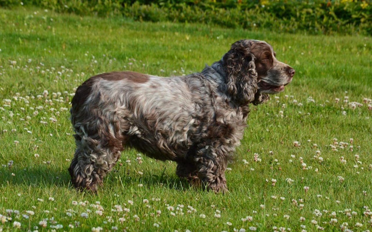 Sussex Spaniel — gallery 2