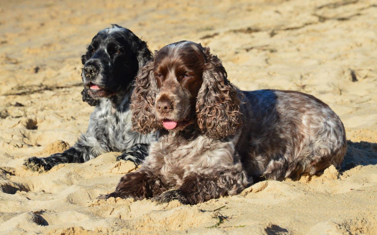 Sussex Spaniel — photo by SlimMars 13 (Pexels)