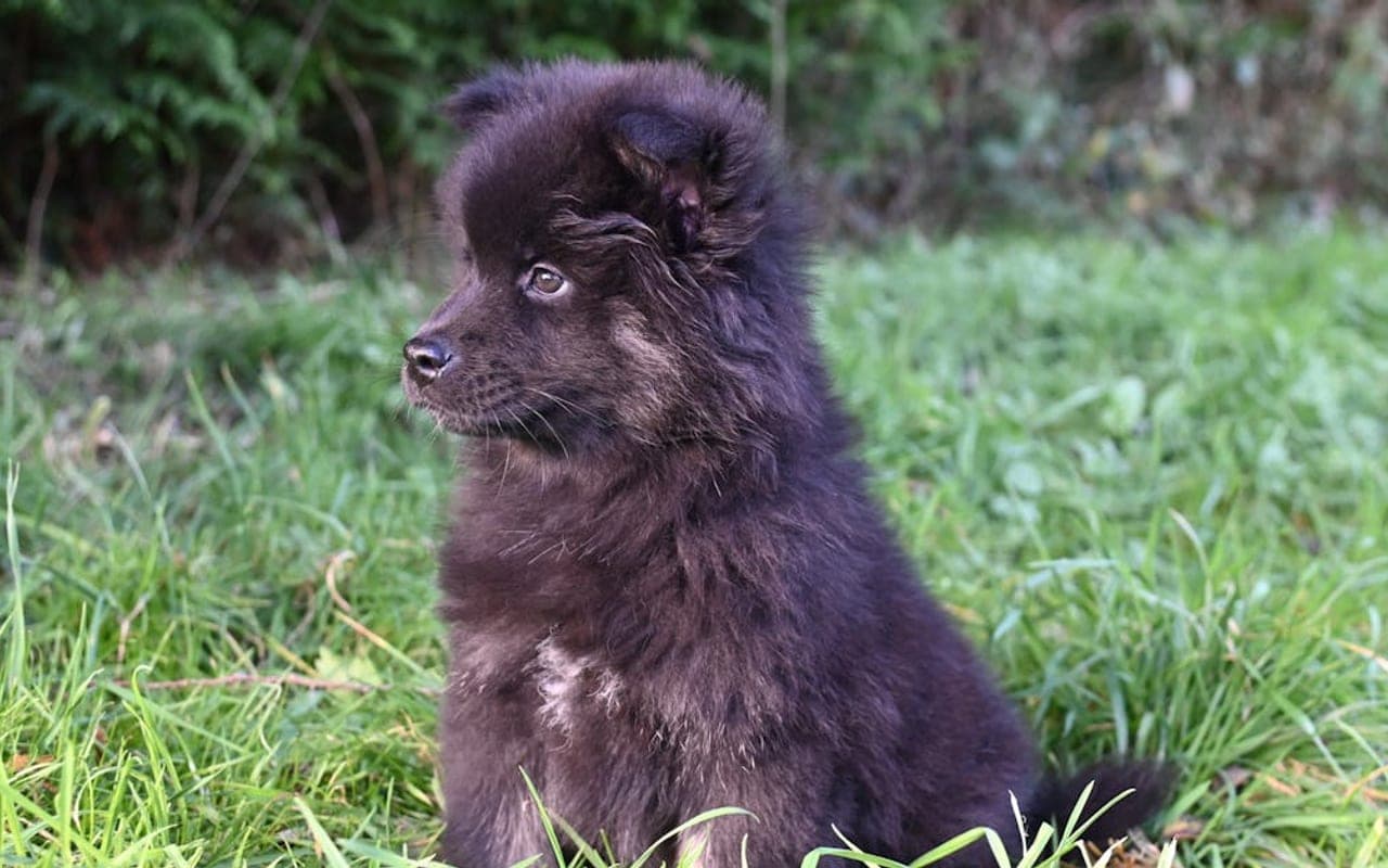 Swedish Lapphund — gallery 2