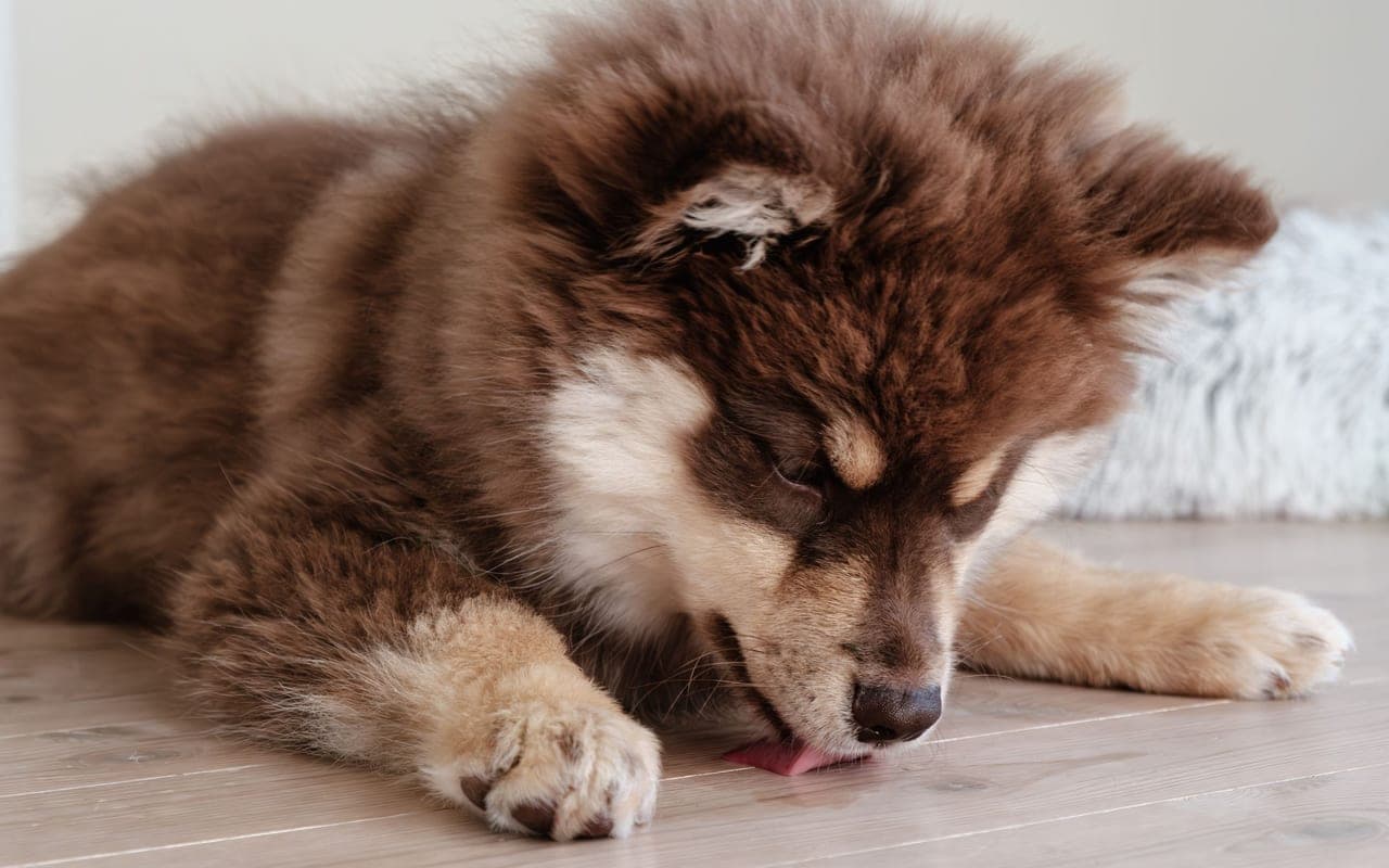 Swedish Lapphund — photo by Sidde (Pexels)