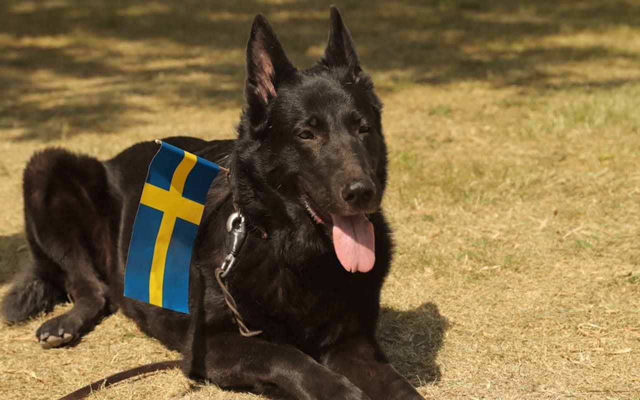 Swedish Vallhund — gallery 2