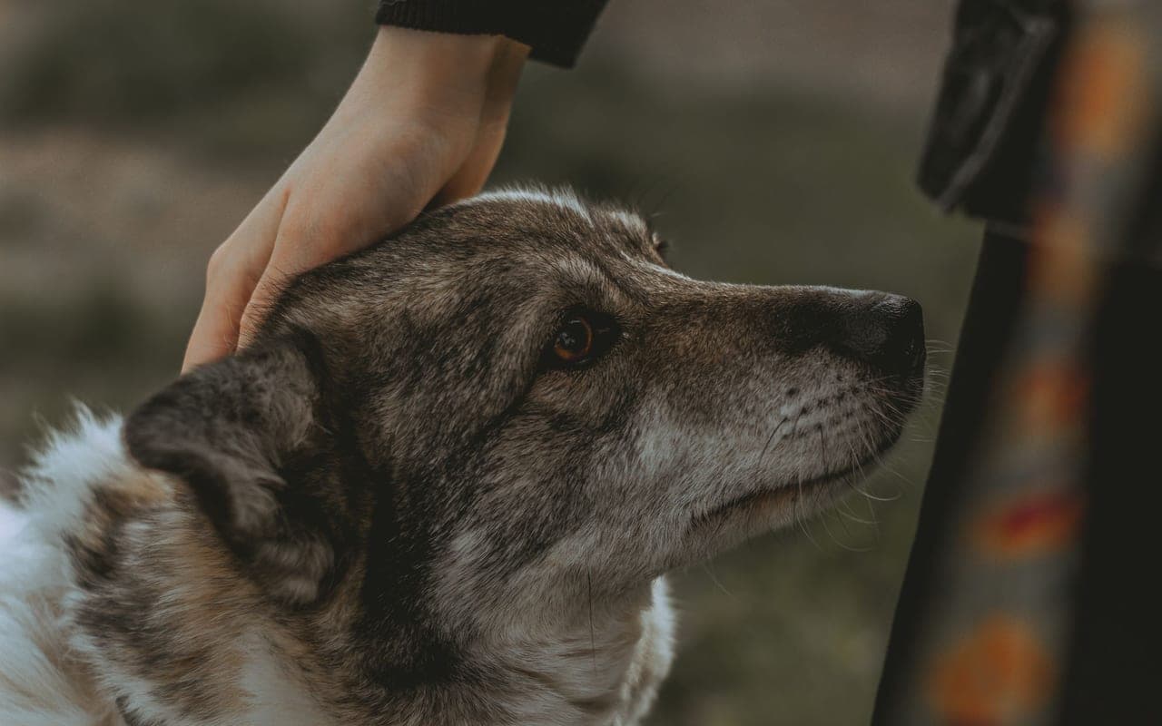 Swedish Vallhund — photo by Aleksey Nosov (Pexels)