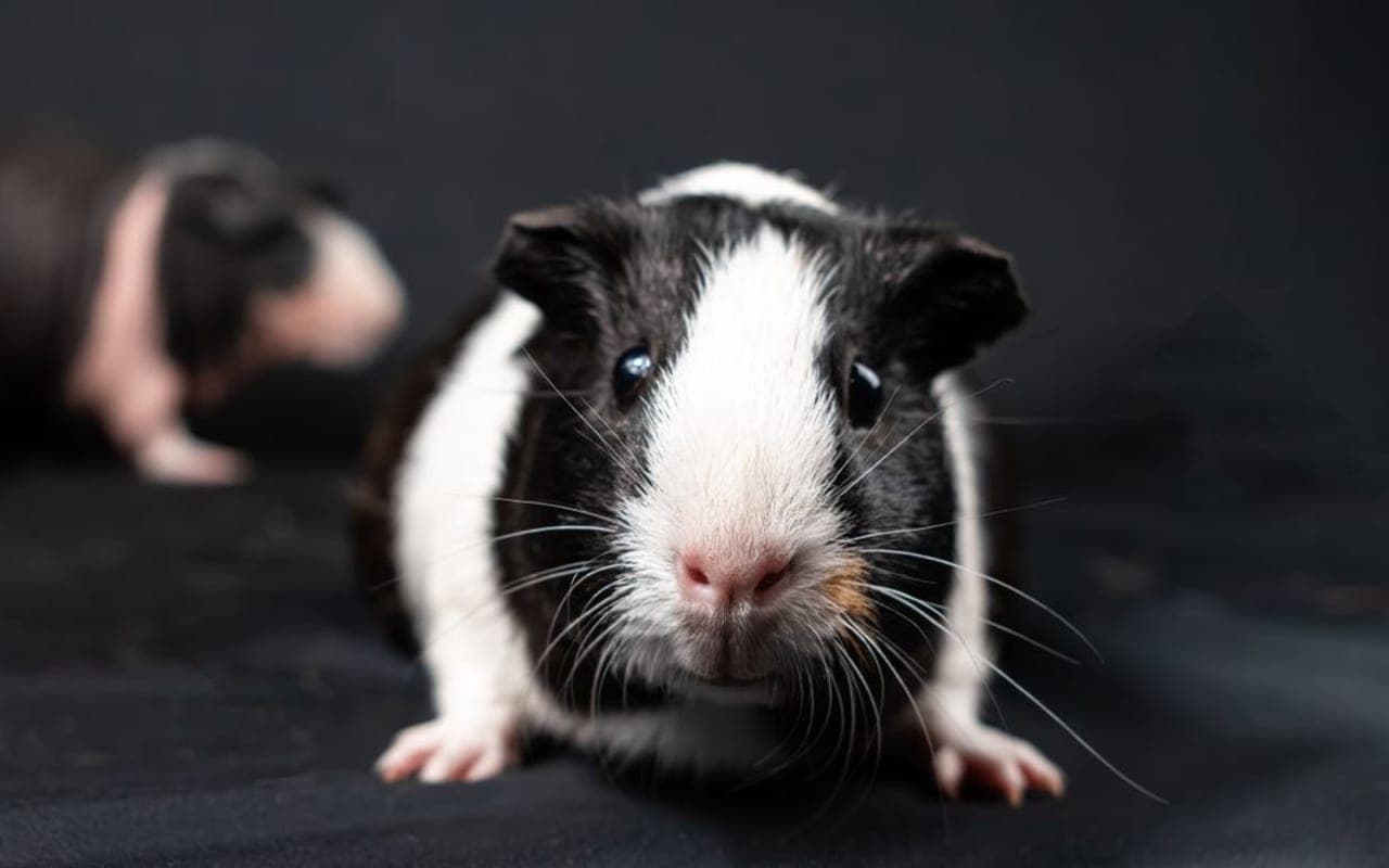 Swiss Guinea Pig — photo by Nikolett Emmert
