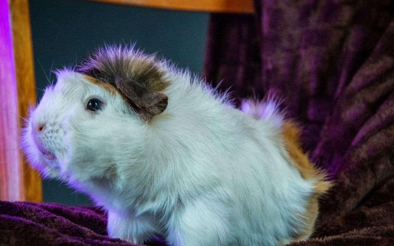 Swiss Guinea Pig — photo by Vika Glitter