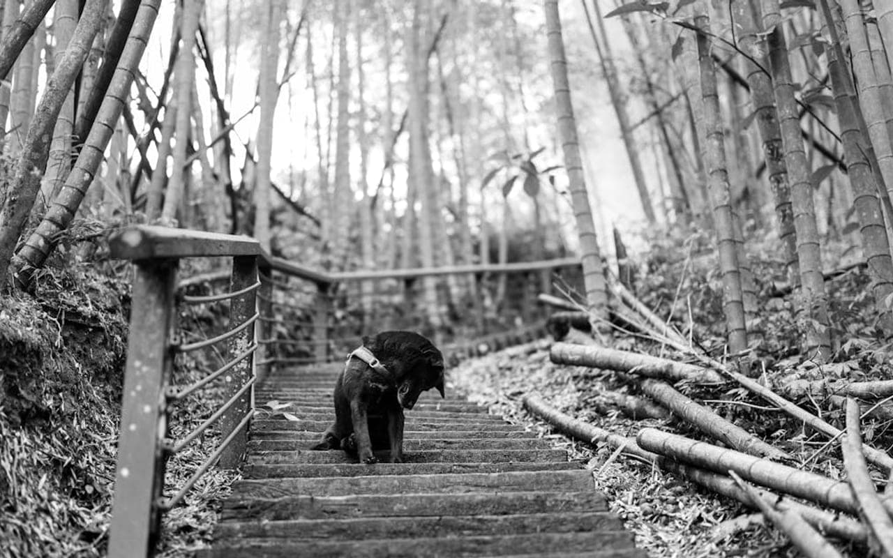 Taiwan Dog dog breed portrait