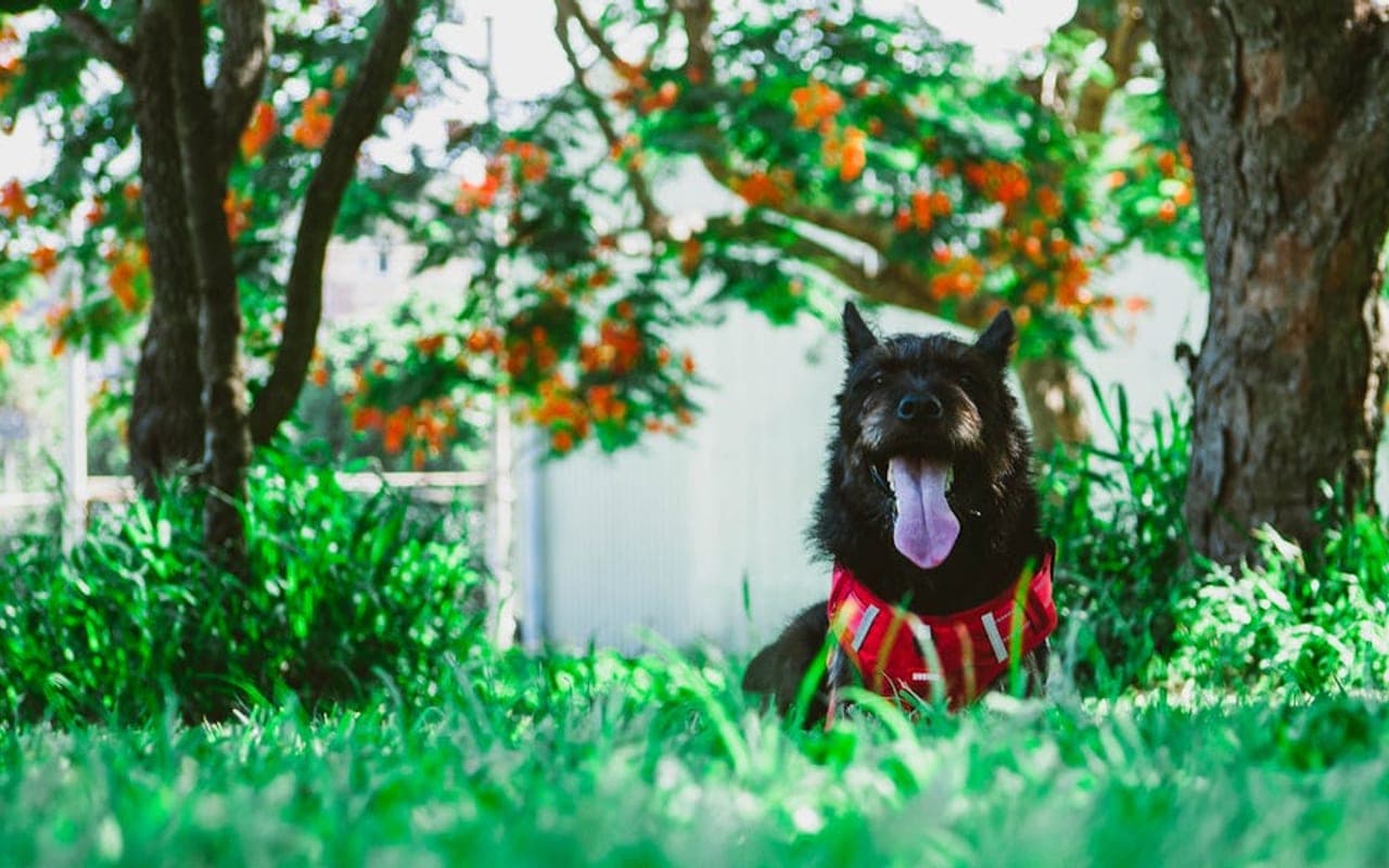 Taiwan Dog — gallery 2