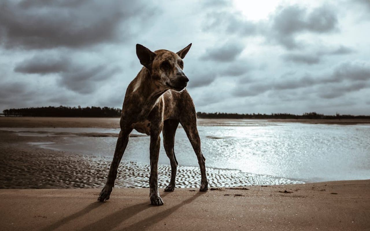 Taiwan Dog — gallery 3