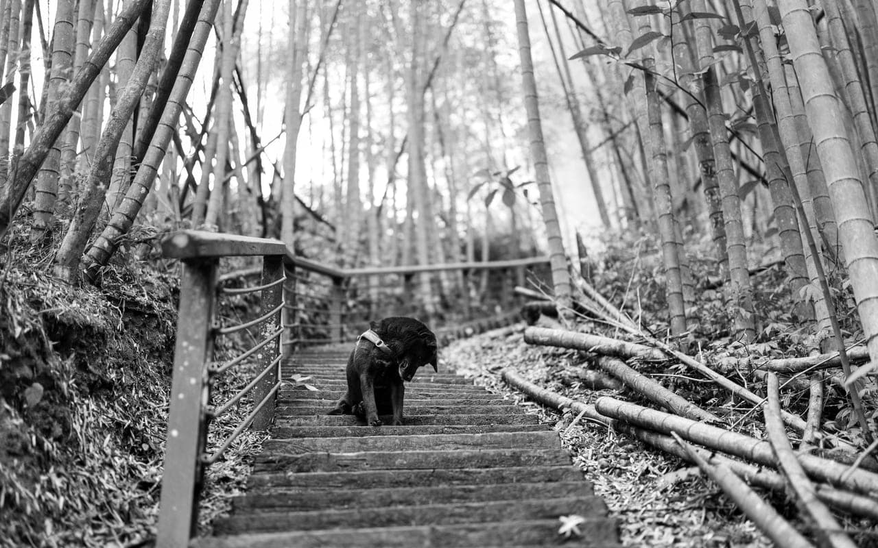 Taiwan Dog — photo by Marek Piwnicki (Pexels)