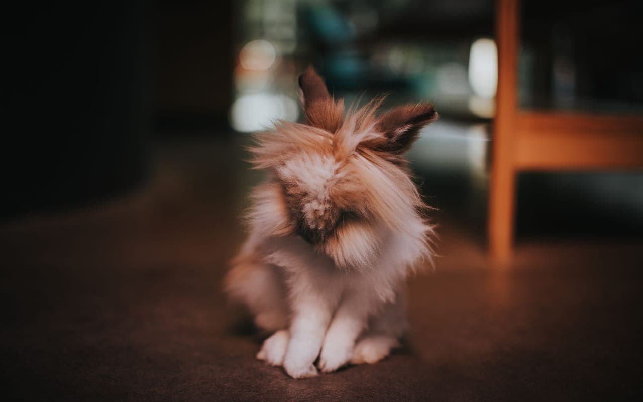Tan — photo by Helena Lopes